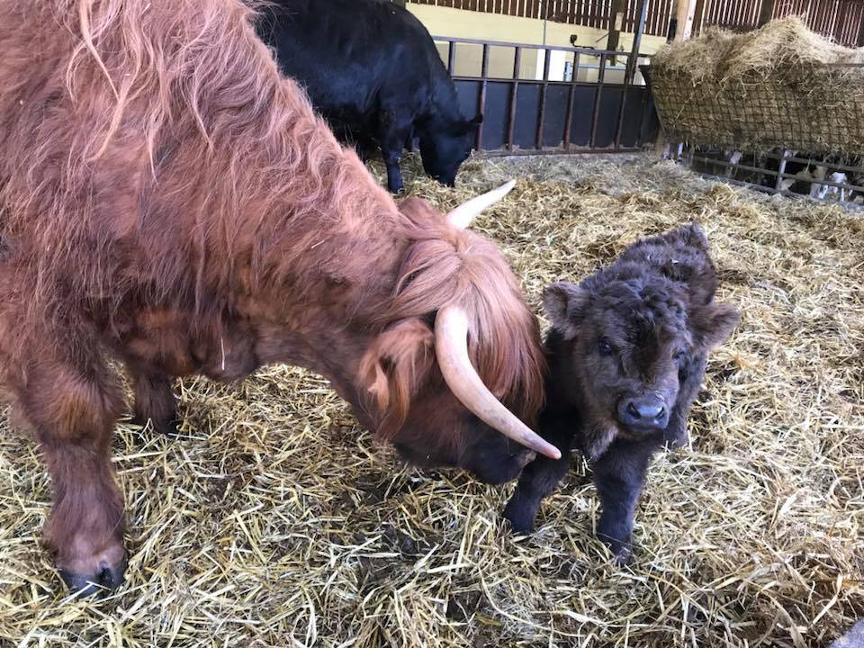 A newly born calf from Greenmeadow Farm. © Greenmeadow Community Farm.