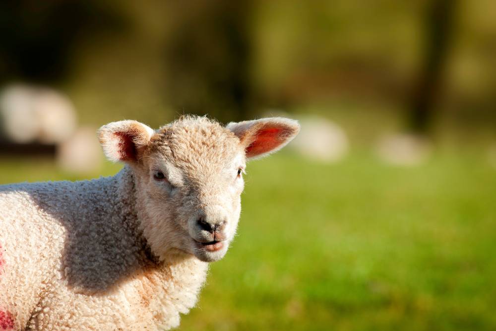Young Spring lamb. © Crown copyright 2018 (Visit Wales)
