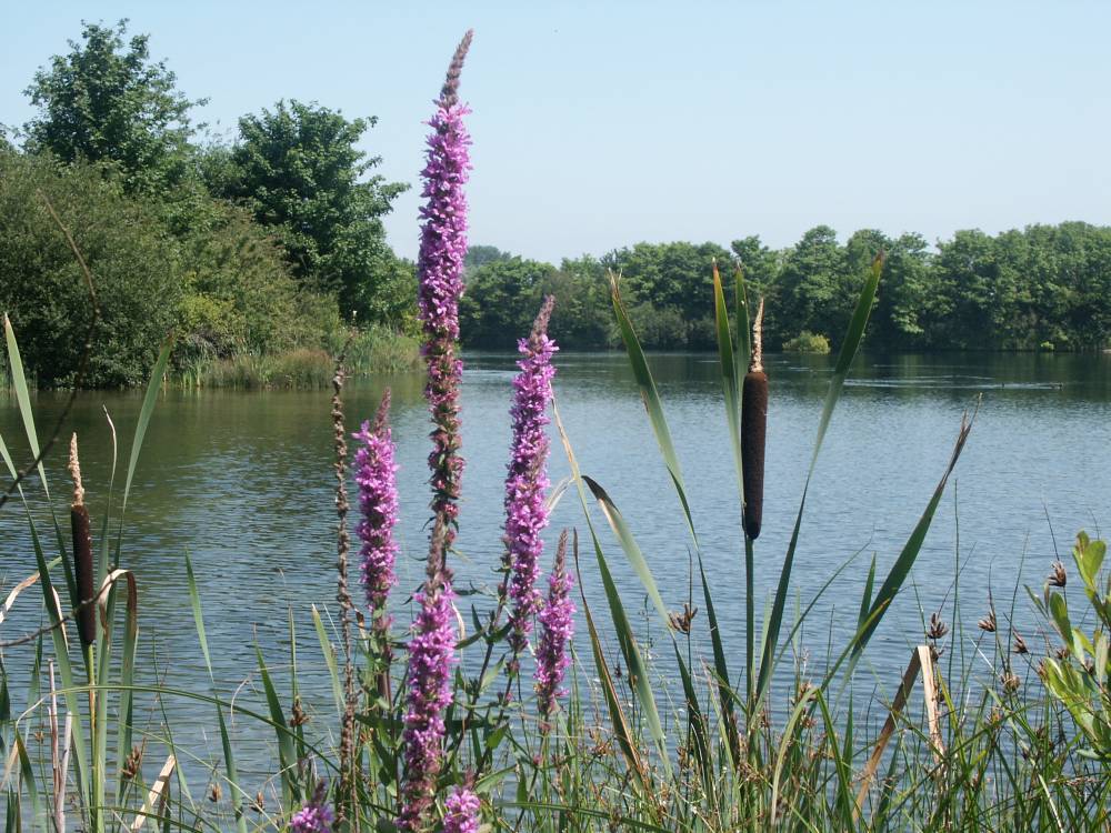 A view over the west lake at Cosmeston Country Park. © Vale of Glamorgan Council