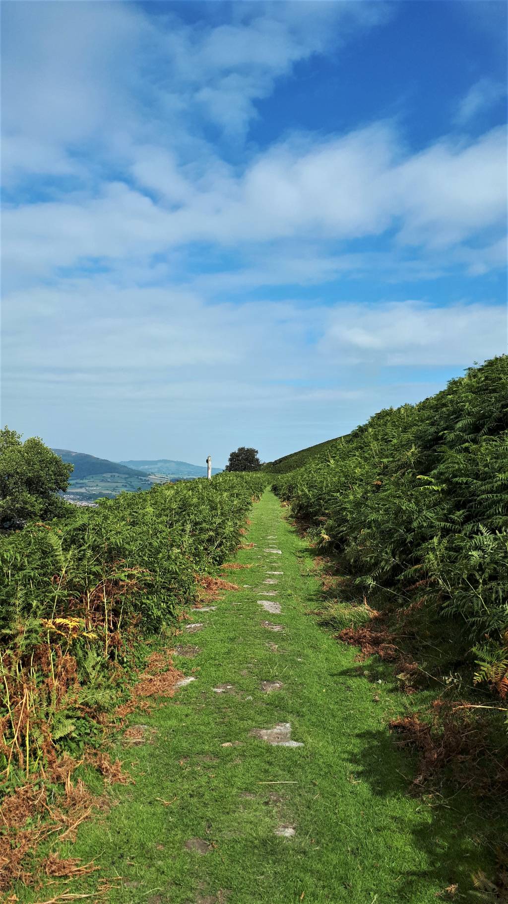 The old tram road with the exposed stones in the grass