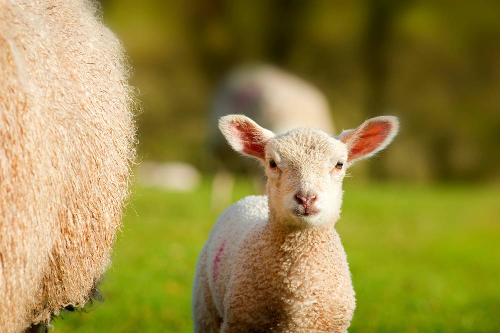 New little lamb. © Crown copyright 2018 (Visit Wales).