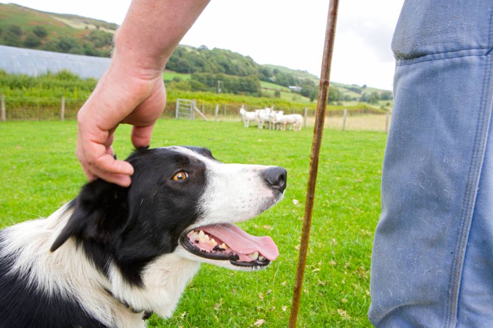  A farmer and his sheep dog. © Crown copyright 2018 (Visit Wales).